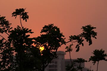 silhouette of tree during sunset